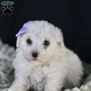 Bella, Bichon Frise Puppy